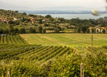 Trasimeno e Gamay - Grenache