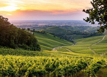 Oltrepò Pavese e Pinot Nero