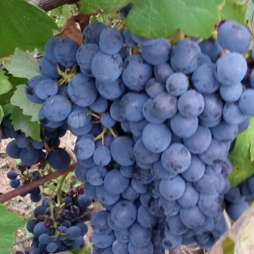 Barbera D'Asti Bellicoso Antonio