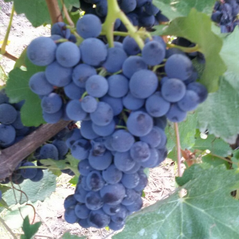 Barbera D'Asti Bellicoso Antonio 2