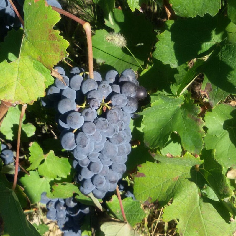 Barbera D'Asti Bellicoso Antonio 3