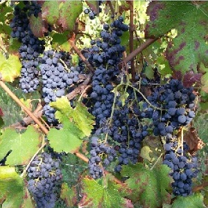 Freisa grappolo Bellicoso