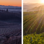 Dalla Ferita alla Rinascita, un Abbraccio Collettivo per il Collio: Conto Corrente per la Solidarietà ed EnJoy Collio Experience